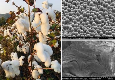 研究揭示棉花纤维细胞极性生长机制